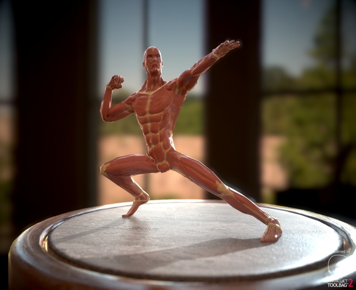 Anatomy LowPoly