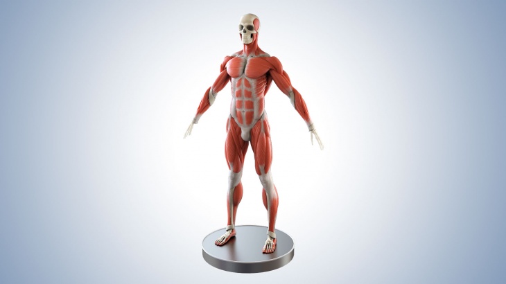 Anatomical 3D visualization