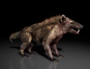 3D Bild: Hyaenodon