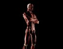 3D Bild: Anatomie Mann in Pose