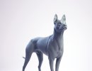 3D Bild: Thai Ridgeback