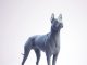 Thai Ridgeback